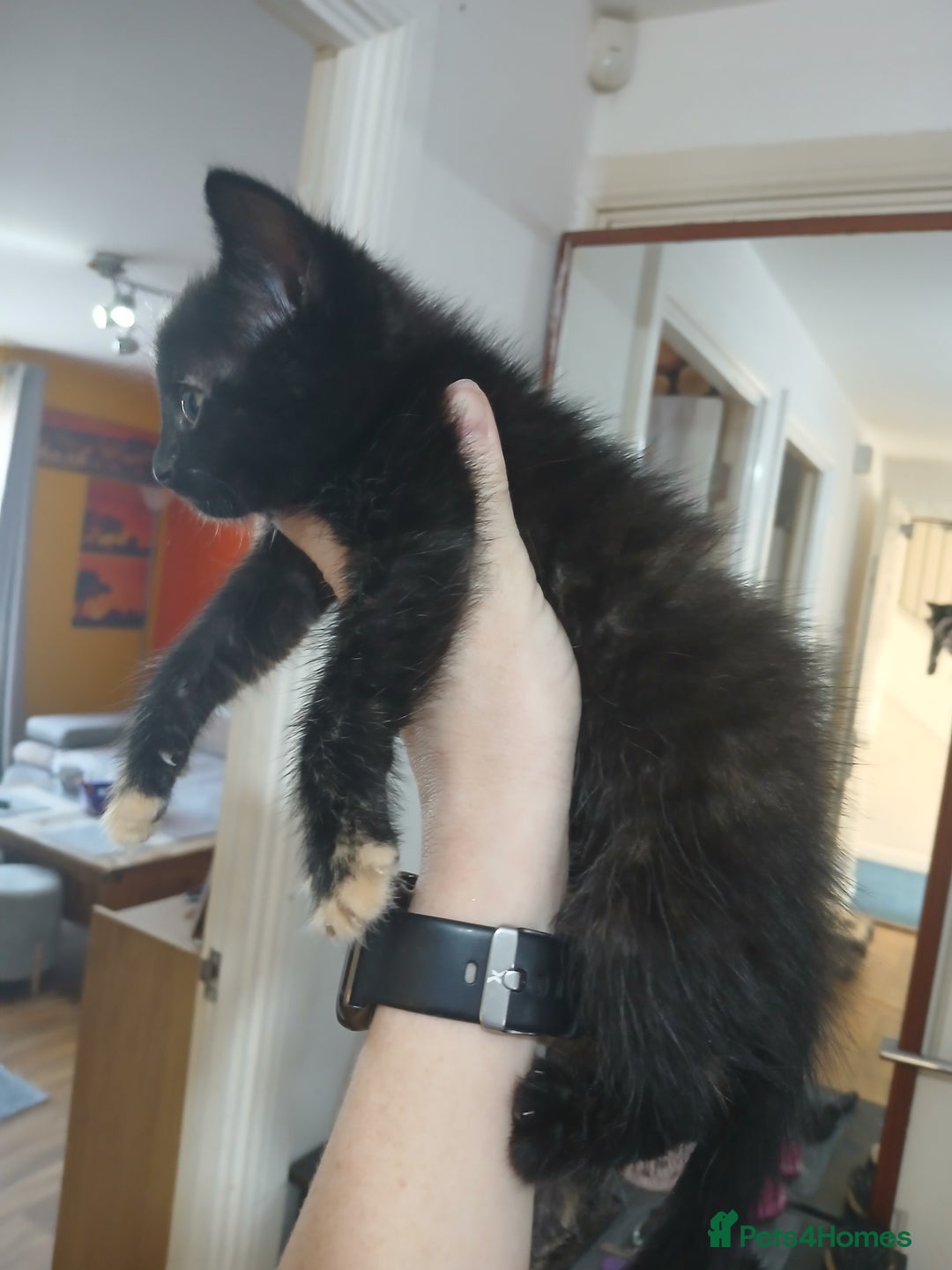 Mixed Breed cats for sale: 3 beautiful kittens - Image 2