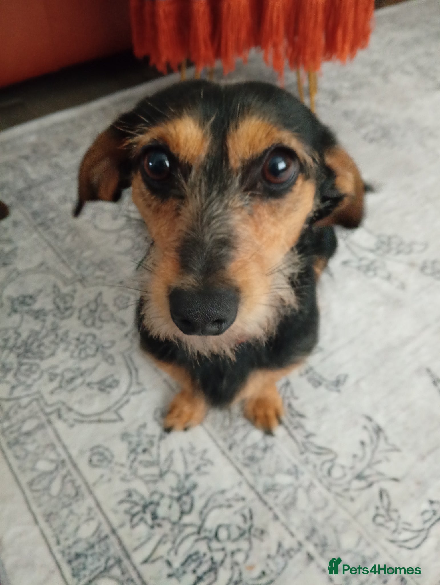 Dachshund dogs Wirehaired Dauchund  - Advert 9
