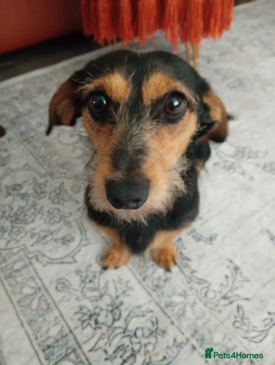 Dachshund dogs for sale: Wirehaired Dauchund  in Sheffield - Advert 1