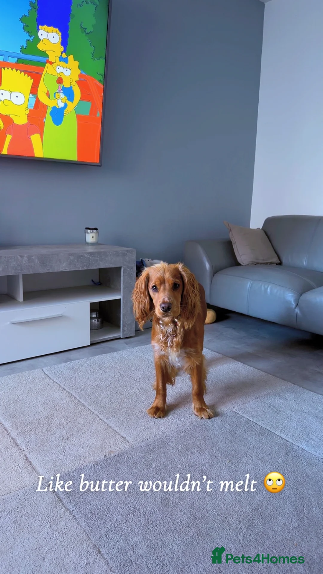 Cocker Spaniel dogs for sale: 1 year old working cocker spaniel  in Dalkeith - Advert 12