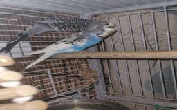 Mixed Breed birds for sale: Kakarikis, budgies and finches - Image 3