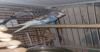 Mixed Breed birds - Advert 10