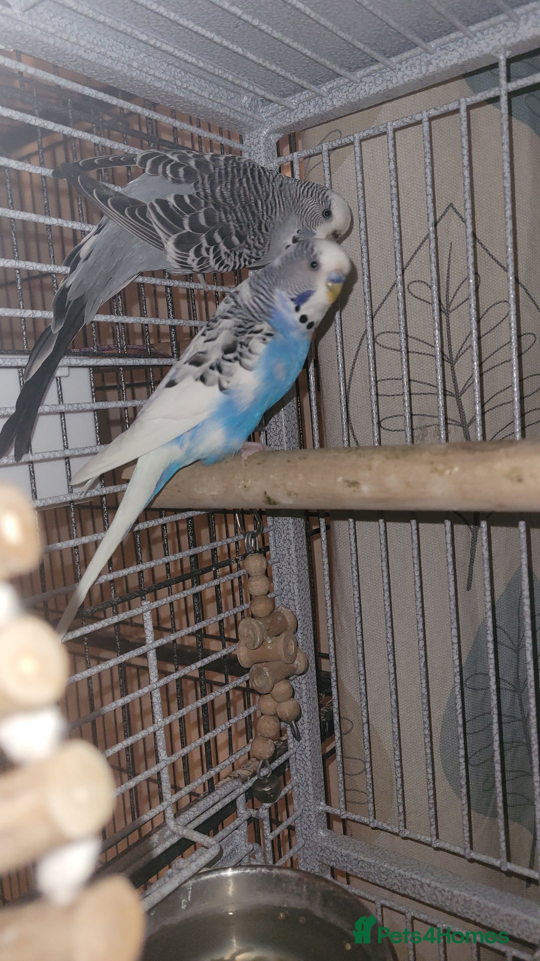 Mixed Breed birds for sale: Kakarikis, budgies and finches - Image 3
