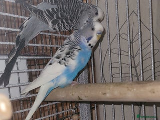 Mixed Breed birds Pair of Budgies - Advert 22