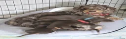 Dachshund dogs for sale: READY NOW Adorable Dachshund Puppies  - Advert 17