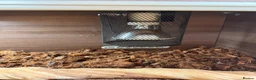 Python Snake reptiles for sale: Ball Python (Male) with Full Setup – Approx. 6Yrs in Derby - Advert 6