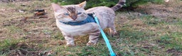 Bengal cats for stud: AMAZING SNOW LYNX STUD BENGAL TICA reg  in Harlow - Advert 10