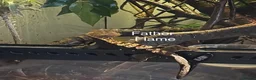 Gecko reptiles for sale: Baby Harley Quinn crested gecko  - Advert 7
