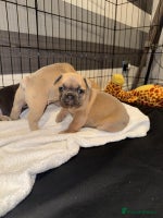 French Bulldog dogs - Advert 6