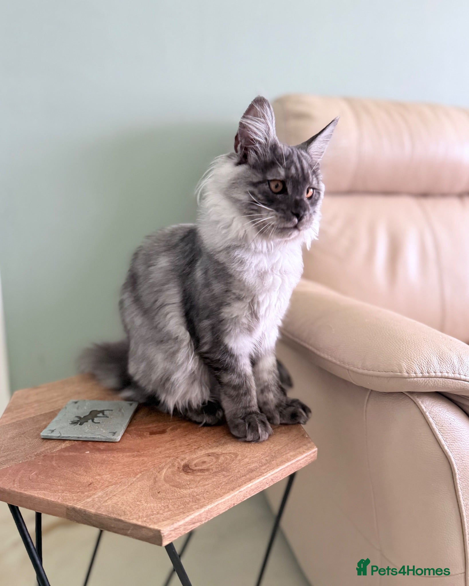 Maine Coon cats    ❤️ Last Available | Show Quality Female ❤️ - Advert 1