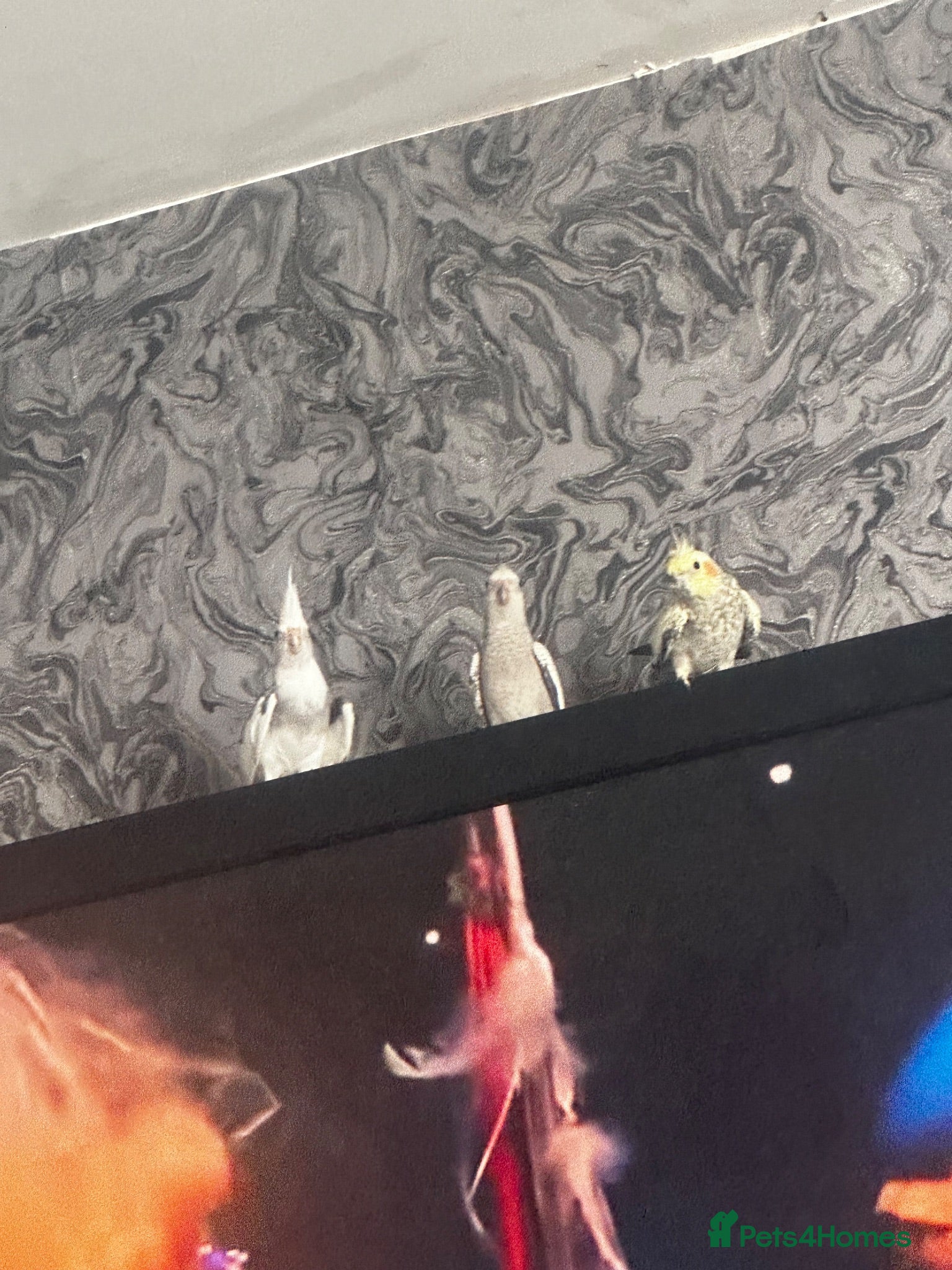 Cockatiels birds Beautiful cockatiels  - Advert 1
