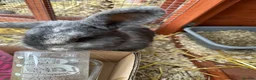 Mini Lop rabbits for sale: 2 female bonded mini lops for sale  - Advert 25