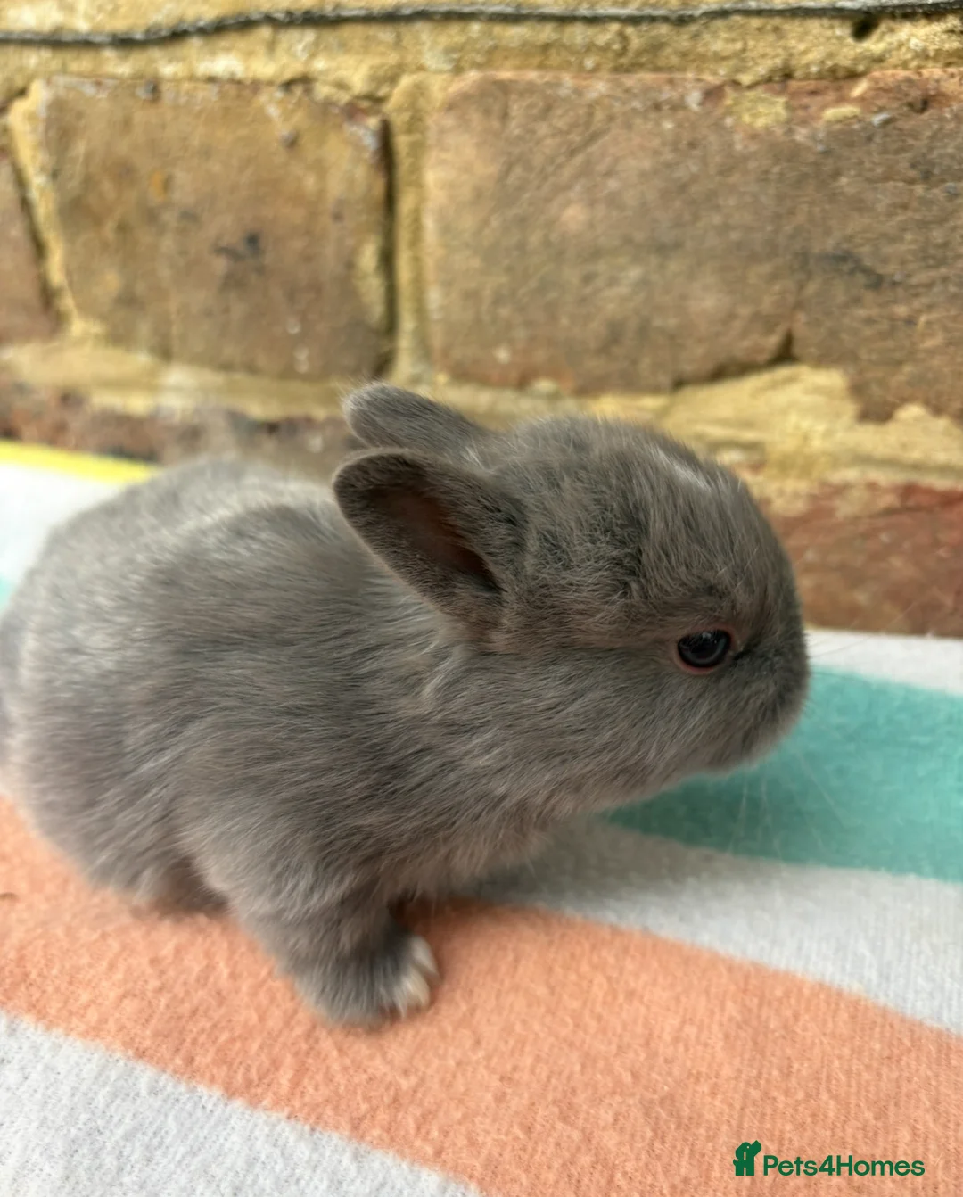 Netherland Dwarf rabbits for sale: 5 Sweet Netherland Dwarf bunnies available  - Advert 4