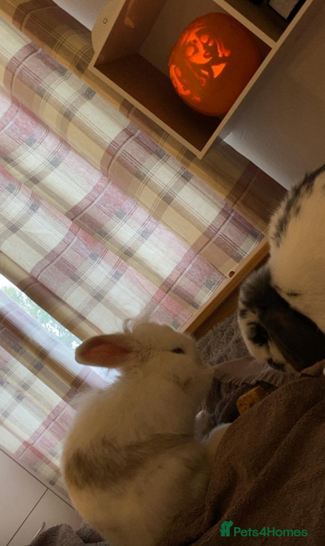 English Lop rabbits for sale: Male rabbits for sale  - Advert 2