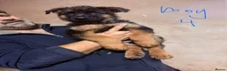 German Shepherd dogs for sale: GERMAN SHEPHERD PUPPIES in Bishop Auckland - Advert 5
