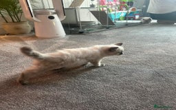 Ragdoll cats for sale: Ragdoll kittens for sale  - Image 6