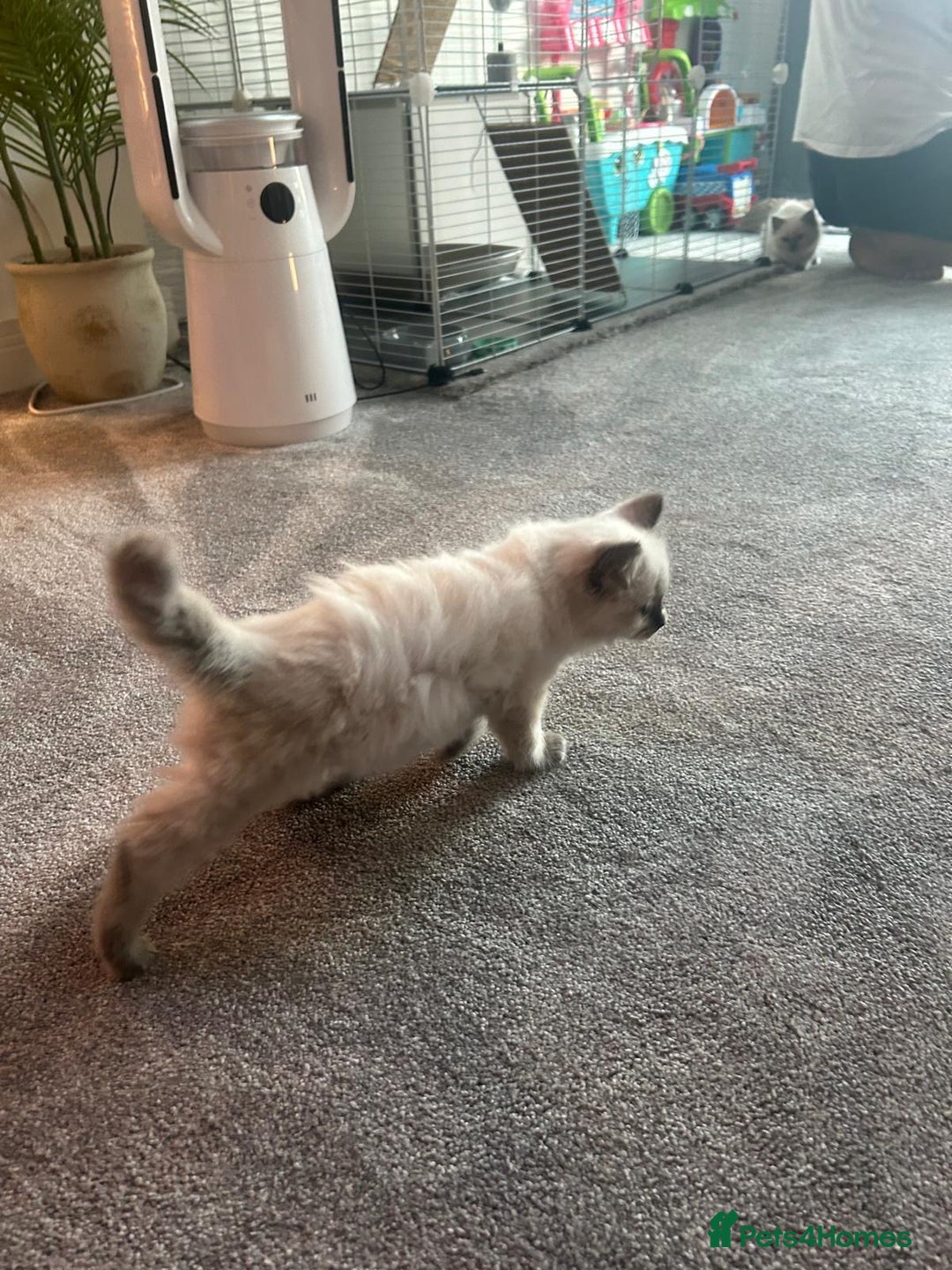 Ragdoll cats for sale: Ragdoll kittens for sale  - Image 6