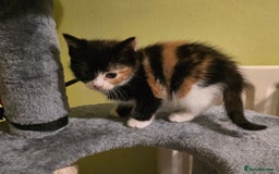 Mixed Breed cats for sale: Beautiful mixed breed female kitten  - Image 5
