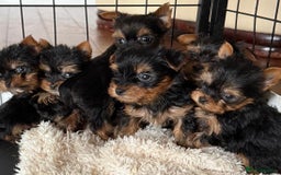 Yorkshire Terrier dogs for sale: Beautiful Yorkshire terrier puppies  - Image 4