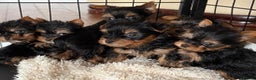 Yorkshire Terrier dogs for sale: Beautiful Boy Yorkshire terrier puppies  - Advert 4