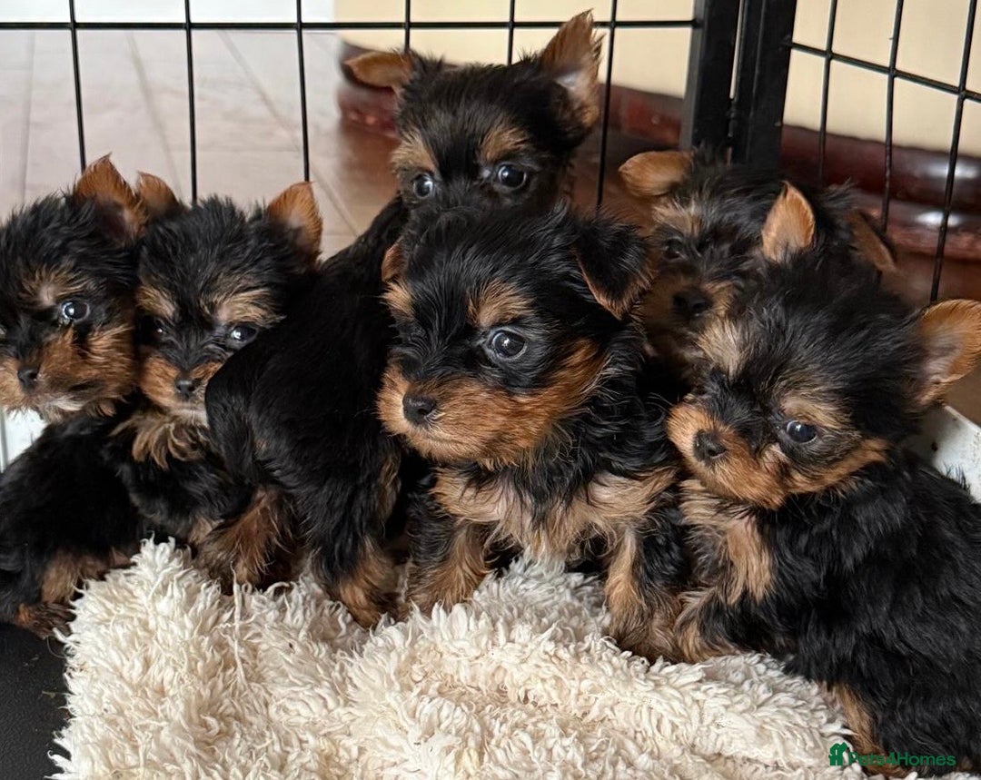 Yorkshire Terrier dogs for sale: Beautiful Yorkshire terrier puppies  - Image 4