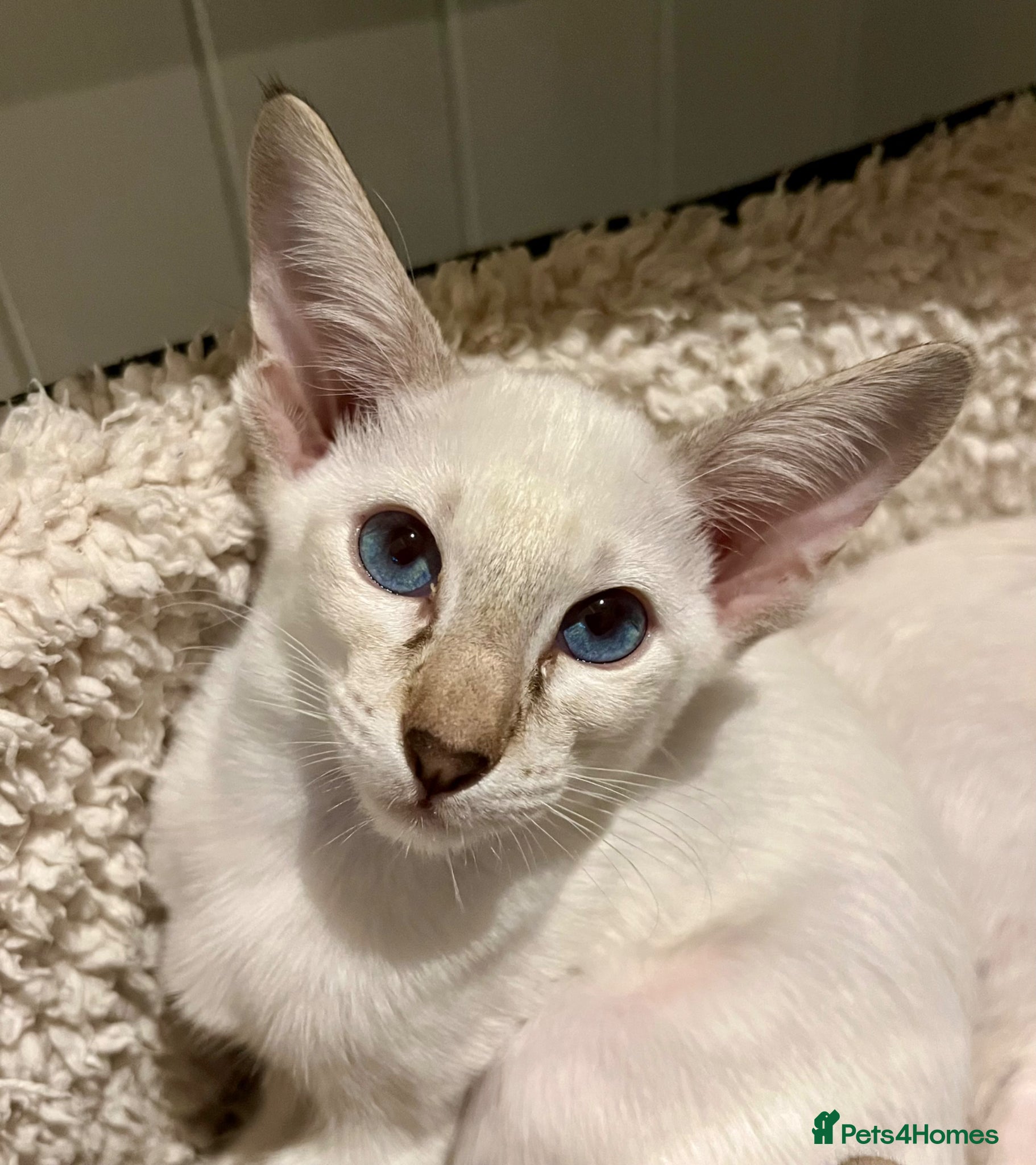 Oriental cats for sale: Supreme pedigree GCCF registered oriental kittens - Advert 5