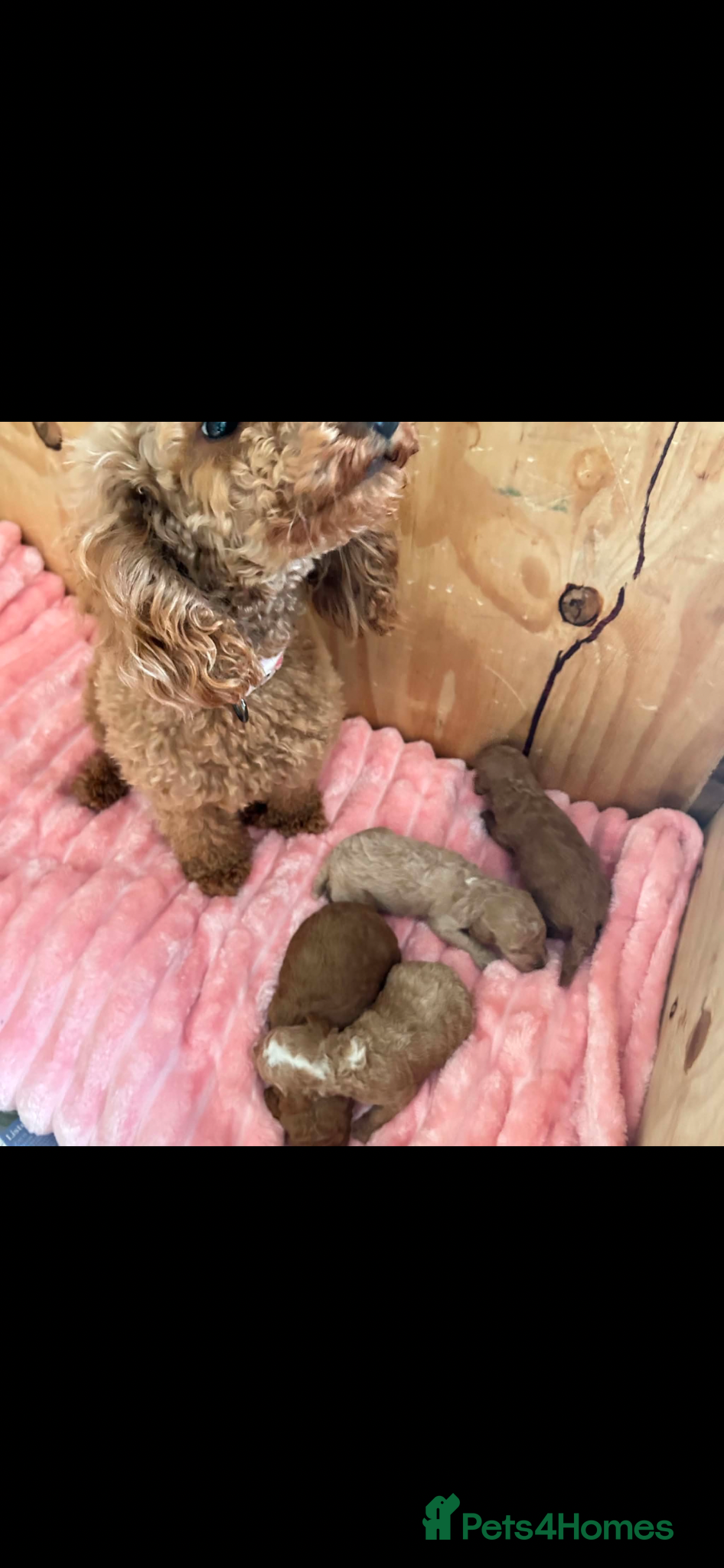 Miniature Poodle dogs for sale: ⭐️⭐️ stunning miniature poodle puppies ⭐️⭐️ - Advert 19