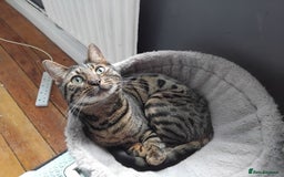 Bengal cats for sale: Beautiful Bengal Female  - Image 2