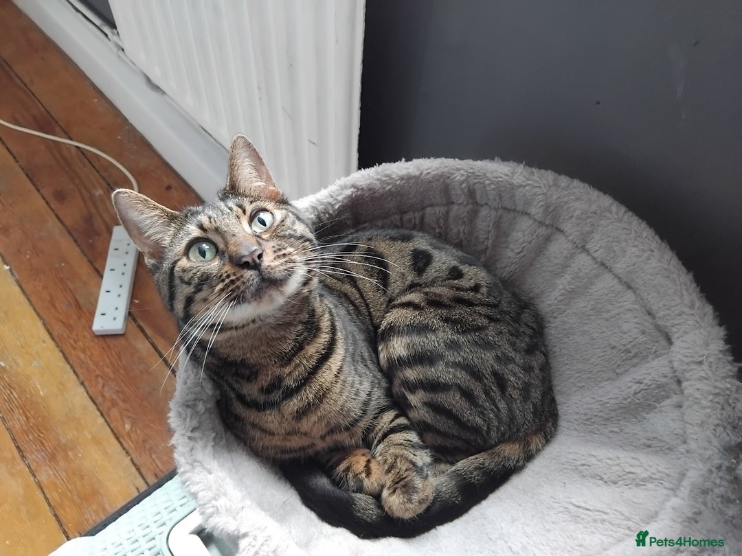 Bengal cats for sale: Beautiful Bengal Female  - Image 2