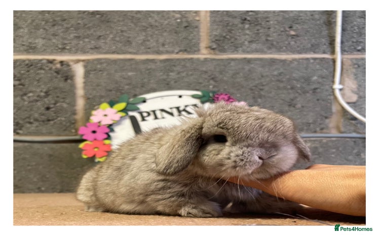 Mini Lop rabbits - Advert 15