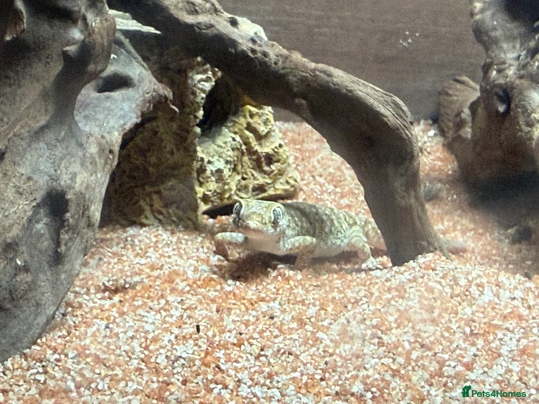 Gecko reptiles for sale: Stenodactylus x4  - Advert 6