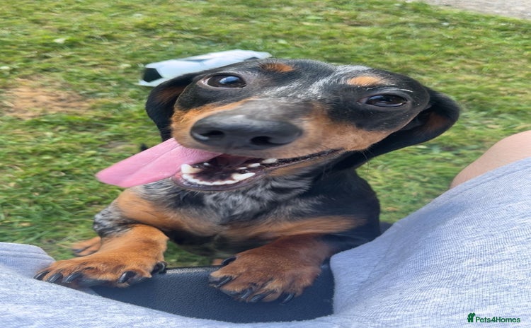 Dachshund dogs - Advert 9