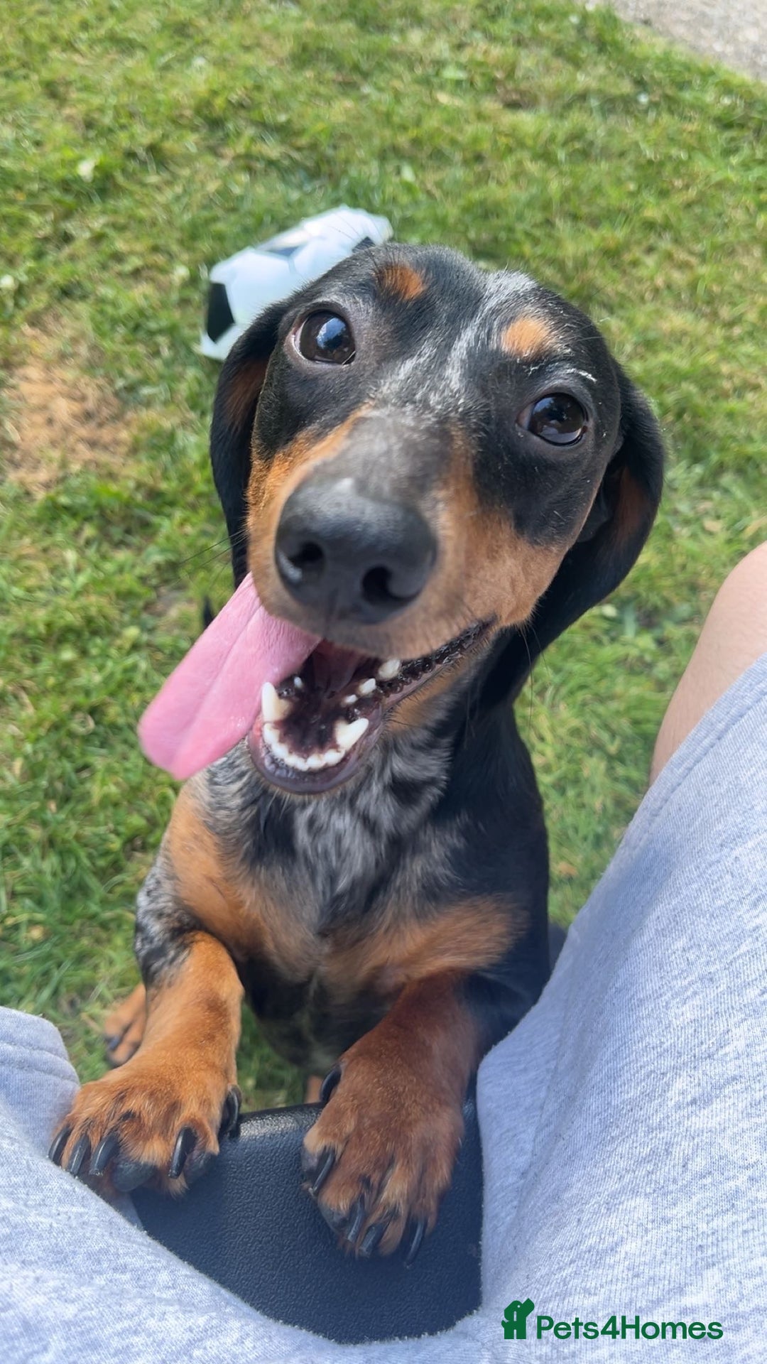 Dachshund dogs for sale: Daschund  - Image 1