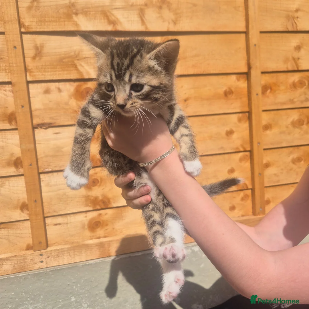 Mixed Breed cats for sale: Stunning bengal/maine coon mixed breed - Advert 1