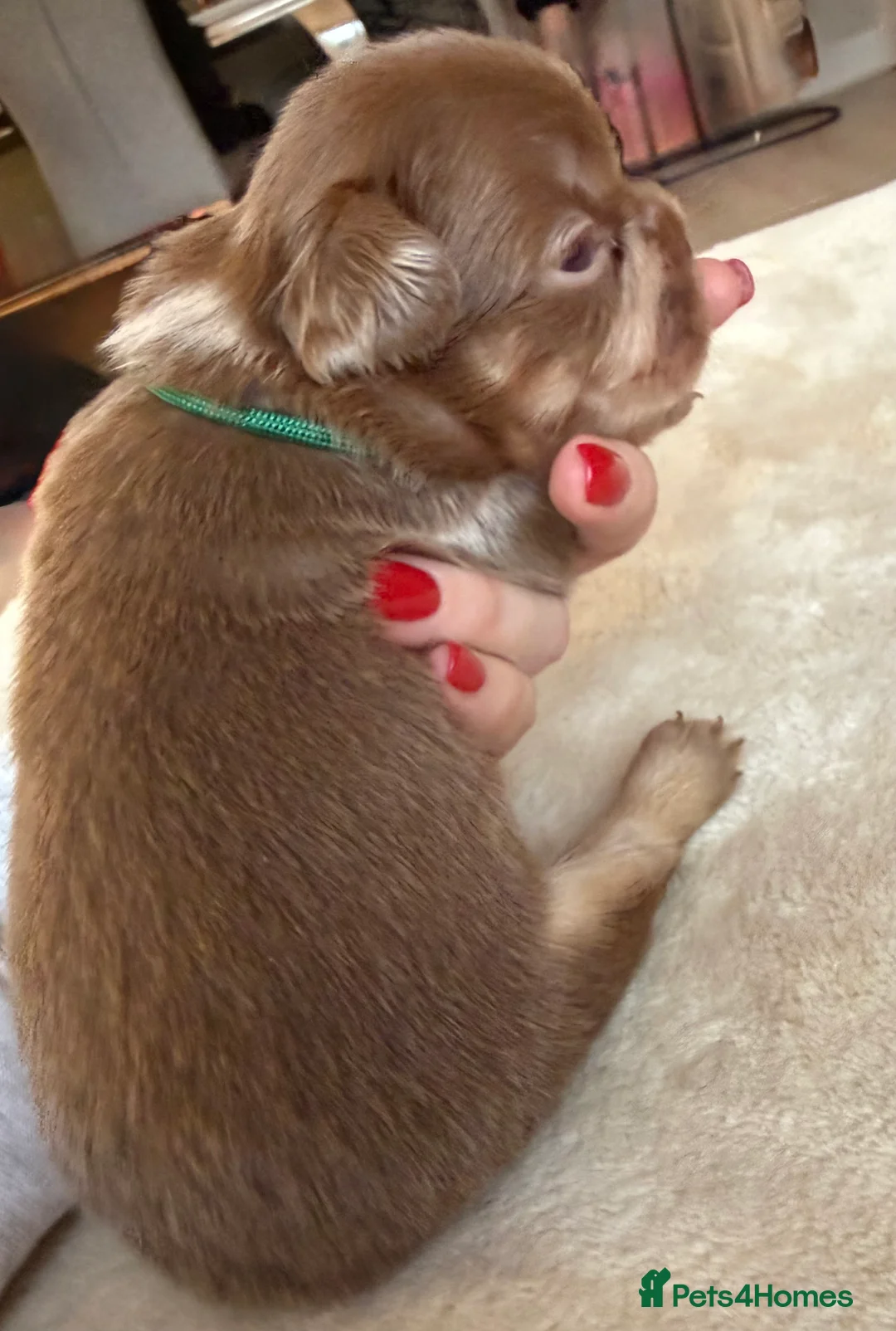 French Bulldog dogs for sale: Full fluffy frenchies  - Advert 7