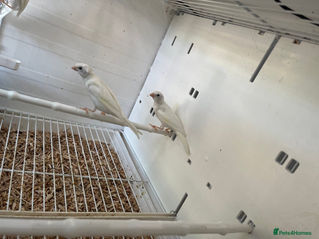 Canaries birds for sale: Rylander canary’s  - Image 4