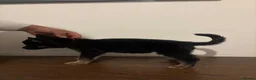 German Shepherd dogs for sale: German Shepherd puppies European line - Advert 14