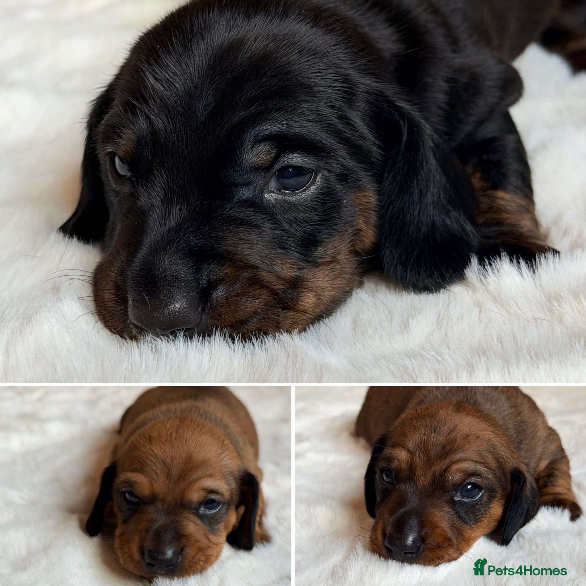 Miniature Dachshund dogs KC Brindle Miniature Dachshund -Champion Lines - Advert 5