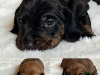 Miniature Dachshund dogs KC Brindle Miniature Dachshund -Champion Lines - Advert 5