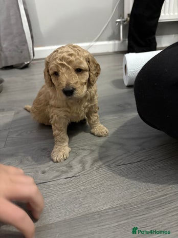 Cavapoochon dogs Cavapoochon - Advert 13