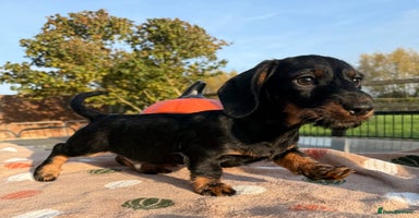 Miniature Dachshund dogs - Advert 2