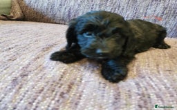 Cockapoo dogs for sale: COCKAPOO PUPPIES FOR SALE ready now  - Image 15