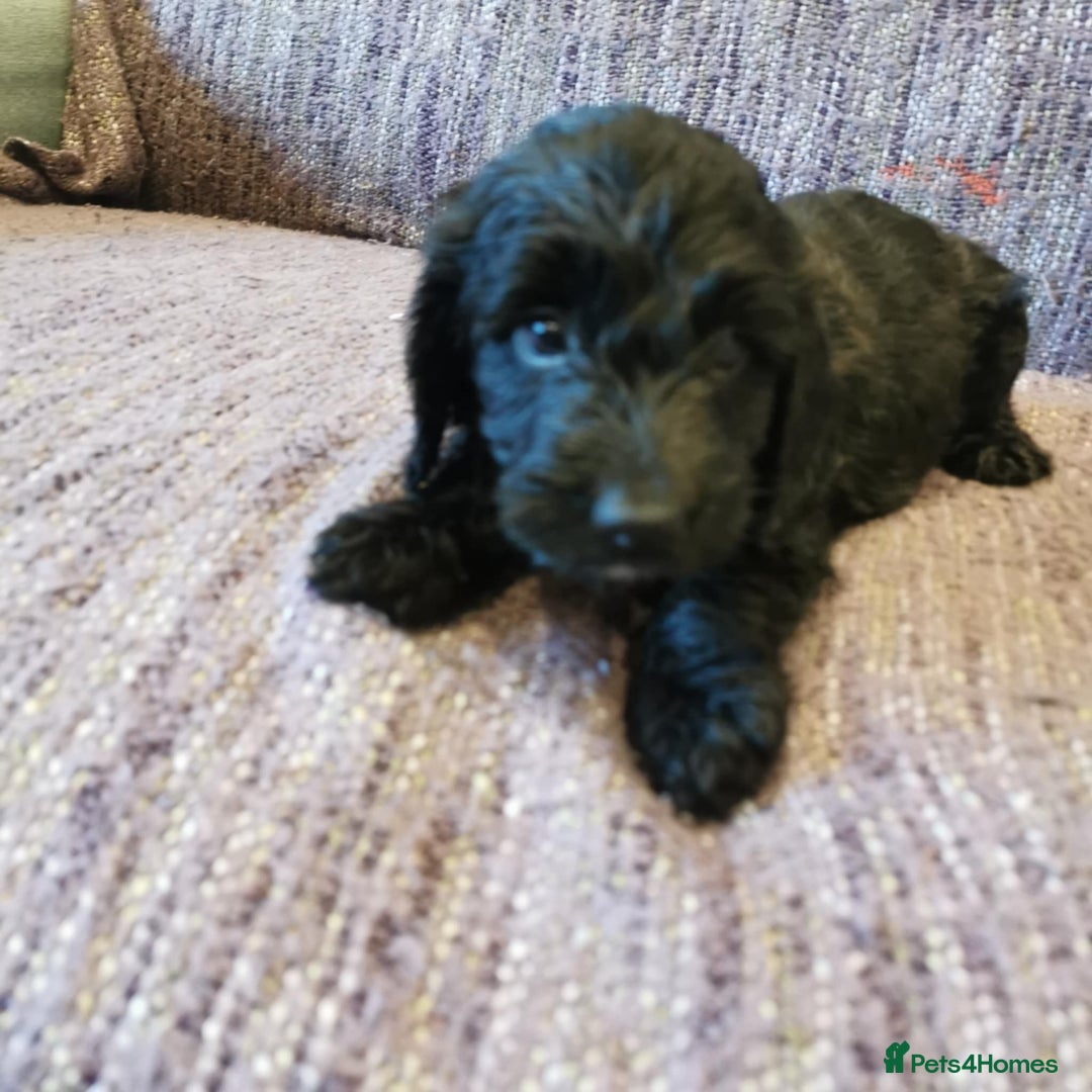 Cockapoo dogs for sale: COCKAPOO PUPPIES FOR SALE ready now  - Image 15