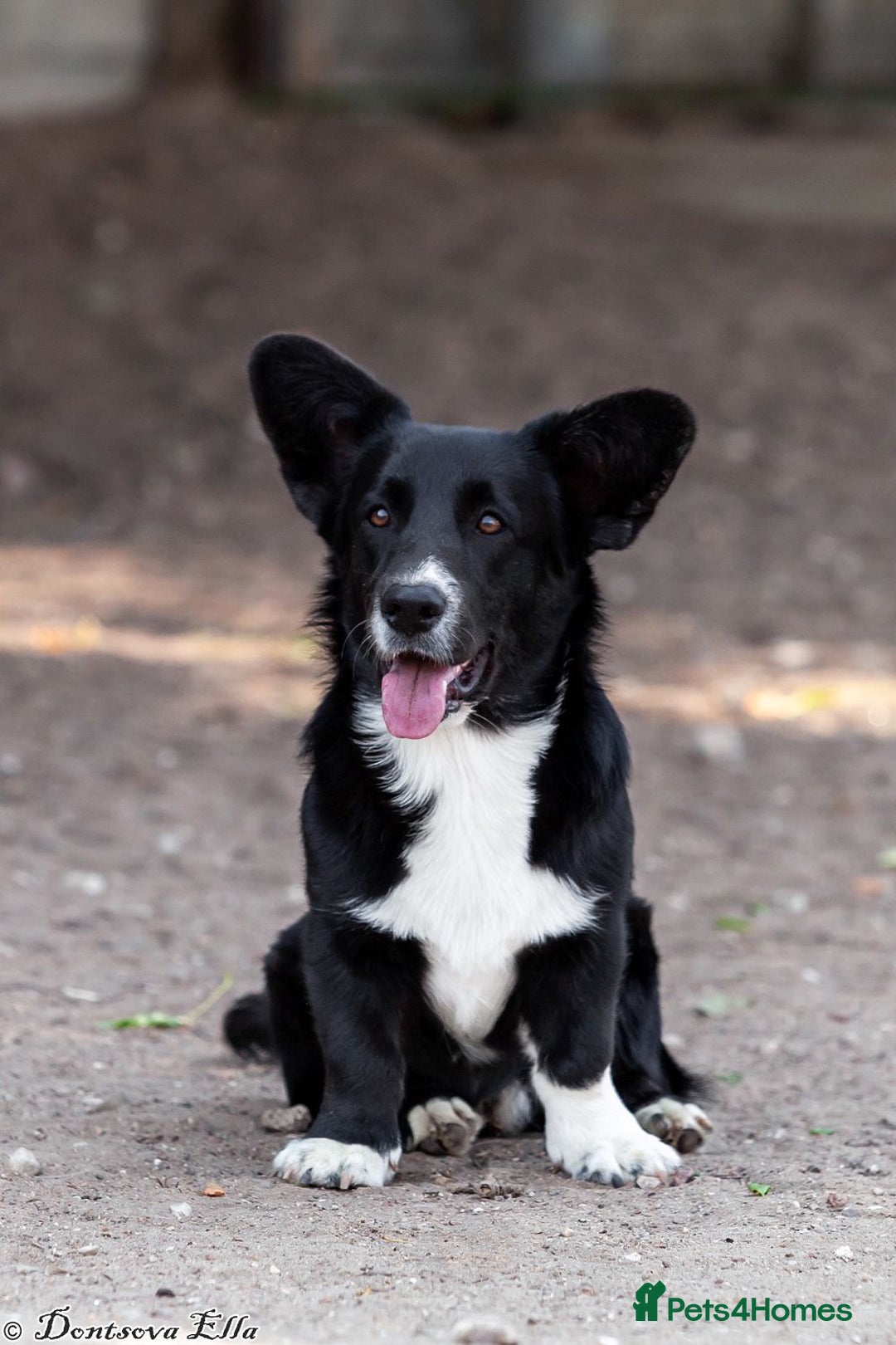 Welsh Corgi Pembroke dogs for adoption: RALPH – Welsh Corgi Pembroke (Male) - Advert 1