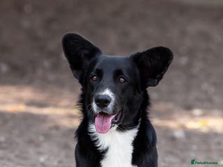 Welsh Corgi Pembroke dogs RALPH – Welsh Corgi Pembroke (Male) - Advert 12