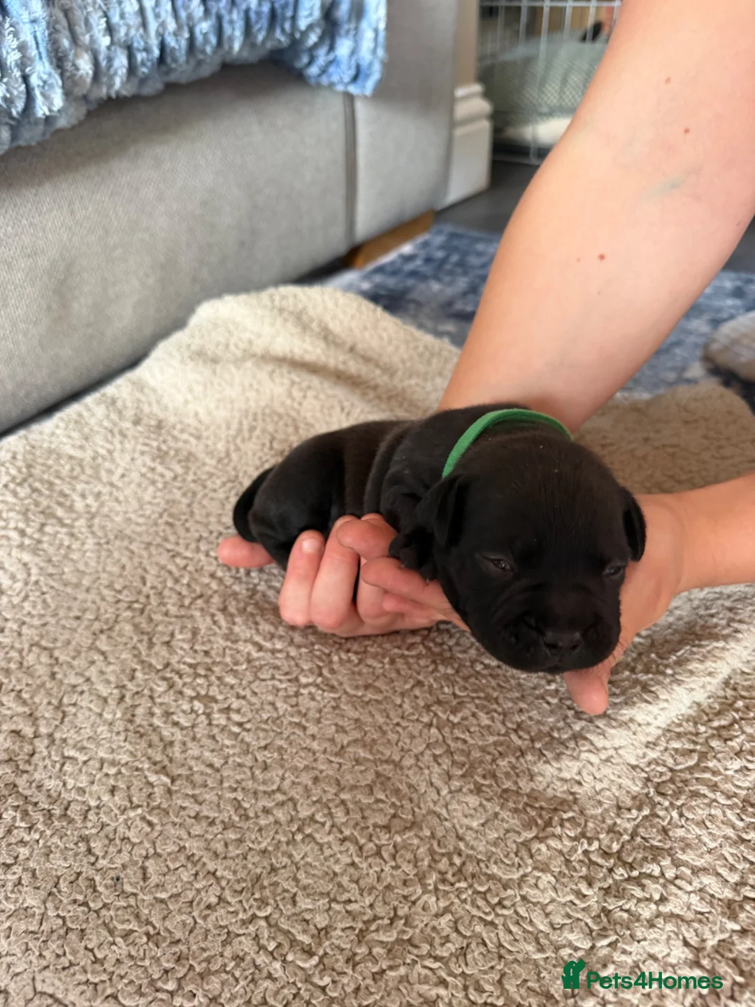 Staffordshire Bull Terrier dogs for sale: KC Registered Staffordshire Bull Terrier Puppies - Advert 2