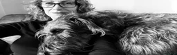 Deerhound dogs for stud: Pedigree Scottish Deerhound stud - Advert 8