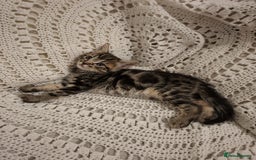 British Shorthair cats for sale: beautiful kittens available to pick up - Image 12