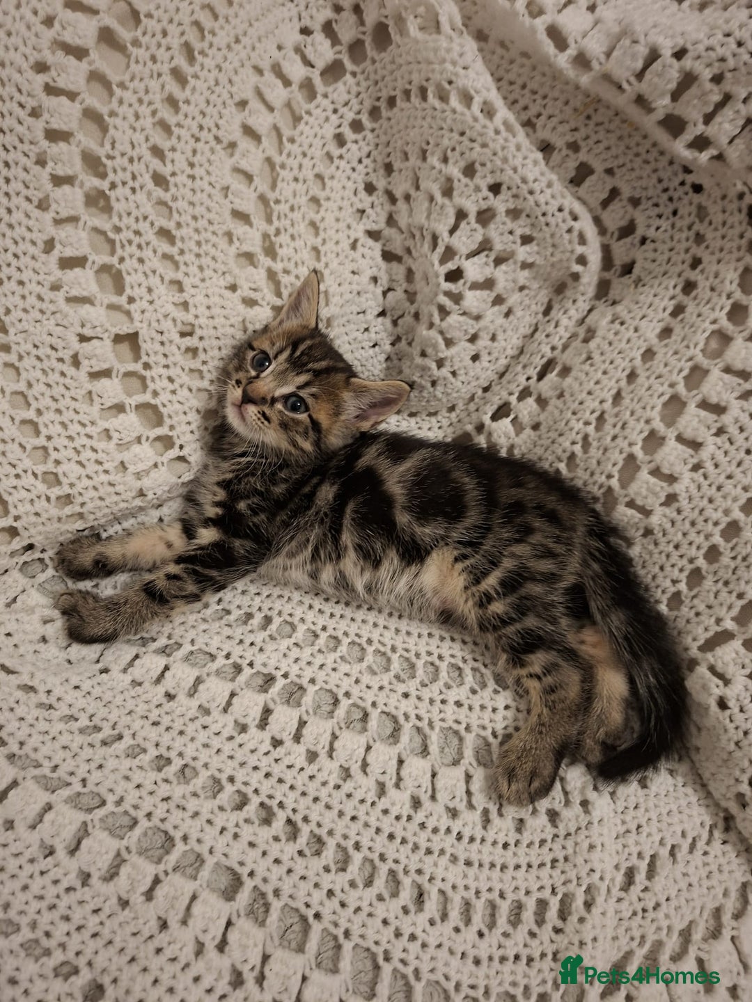 British Shorthair cats for sale: beautiful kittens available to pick up - Image 12