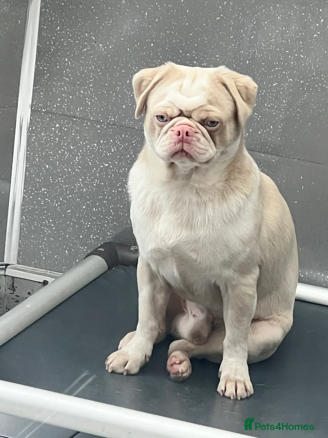 Pug dogs for sale: Kc Pink tan panda stud carrying choc health tested - Advert 22